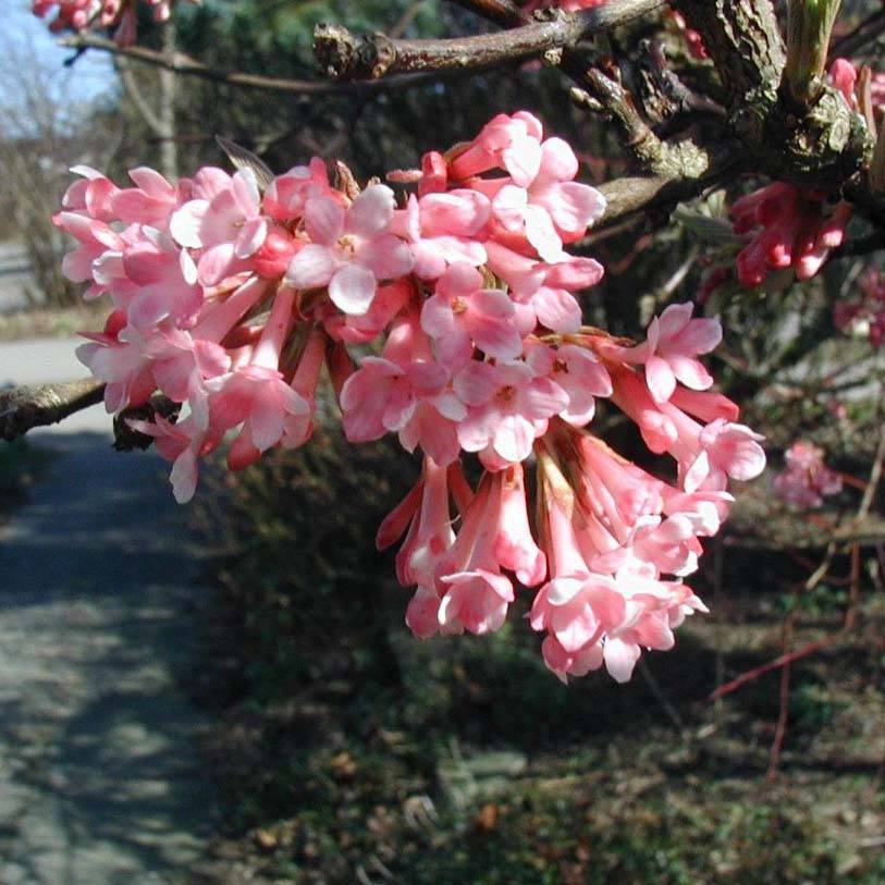 Promesse de Fleurs - Viorne d'hiver - Viburnum farreri (fragrans) Godet de 8/9 cm