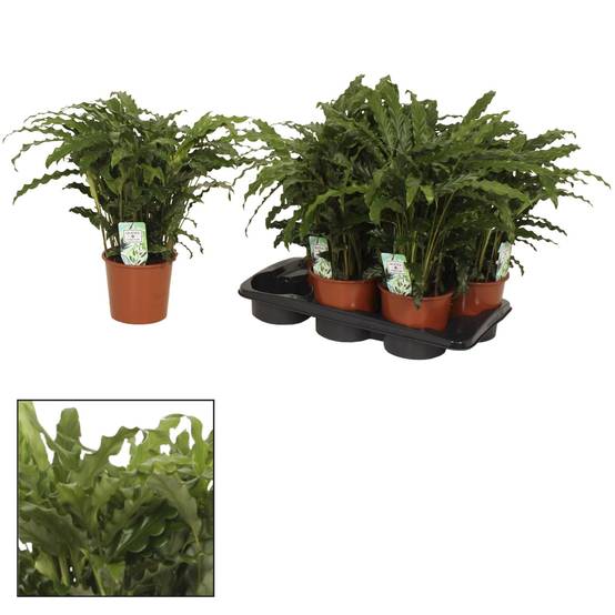 Calathea Bluegrass - D17 H65cm
