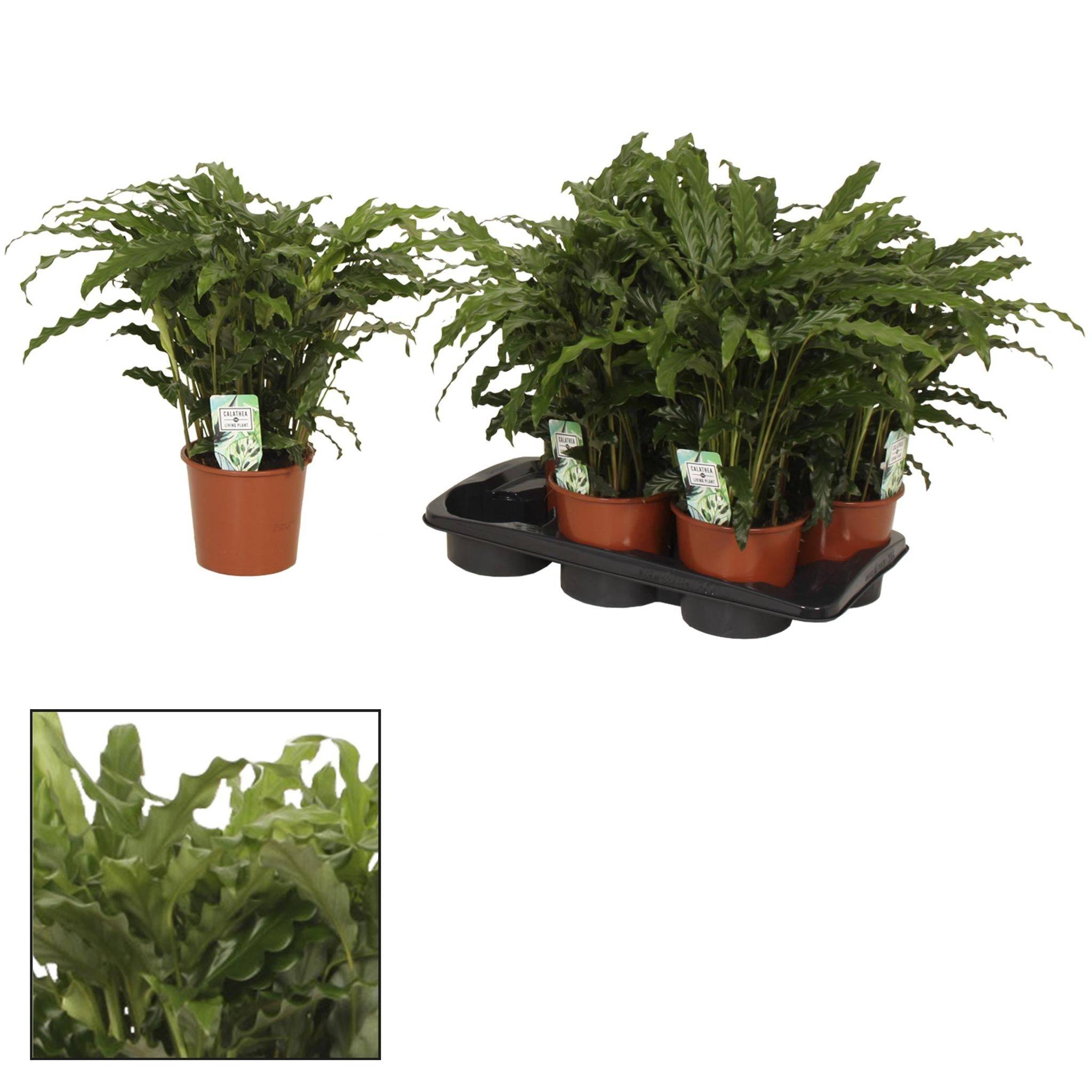 Calathea Bluegrass - D17 H65cm
