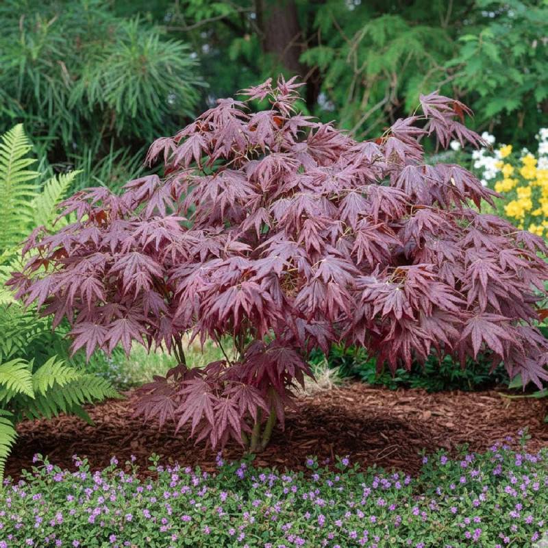 Érable du Japon Atropurpureum, Acer palmatum - Pot de 4L - 40/60 cm - Image 2