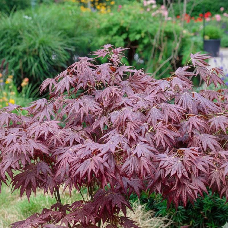 Érable du Japon Atropurpureum, Acer palmatum - Pot de 4L - 40/60 cm - Image 4