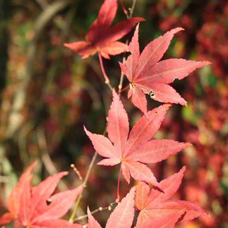 Érable du Japon Atropurpureum, Acer palmatum - Pot de 4L - 40/60 cm - Image 1