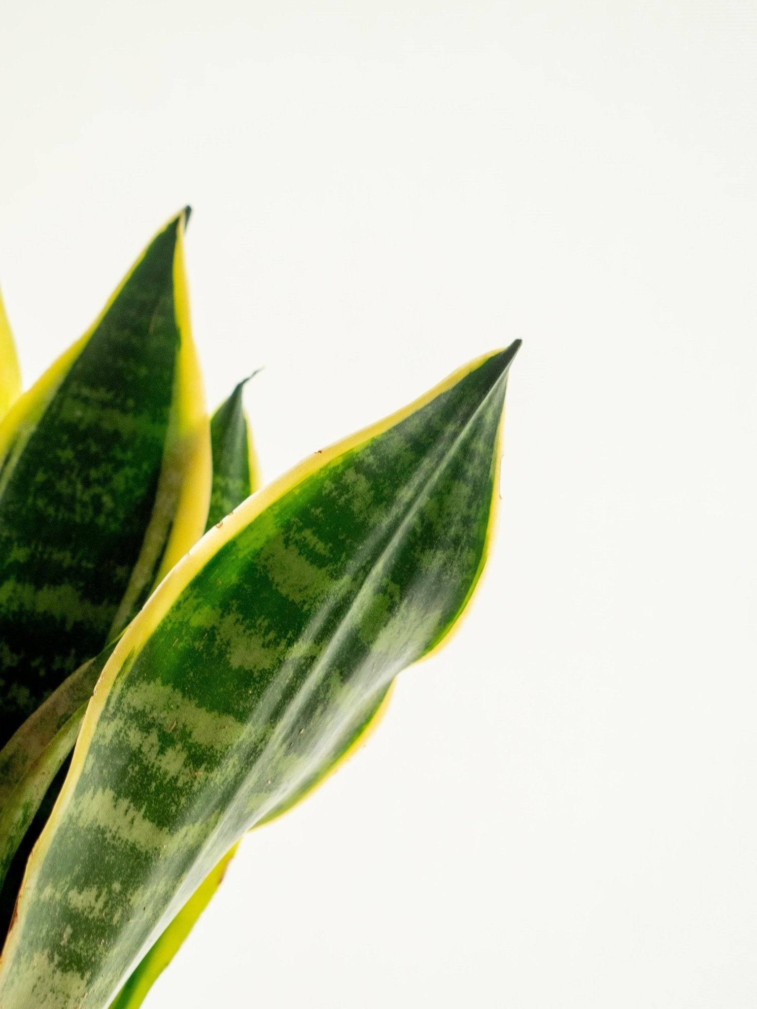 Kokedama - Sansevieria- La Green Touch - Image 2
