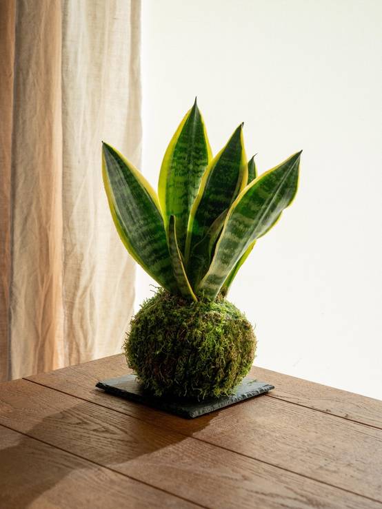 Kokedama - Sansevieria- La Green Touch - Image 1