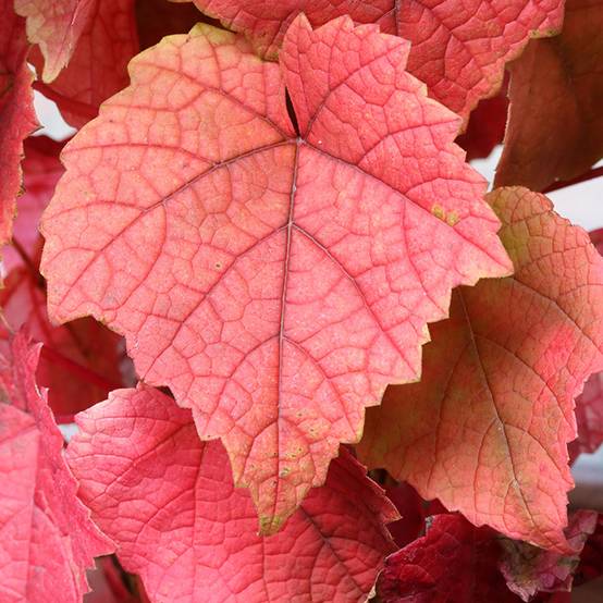 Vigne Amurensis - Vigne du fleuve Amour Pot de 3L/4L