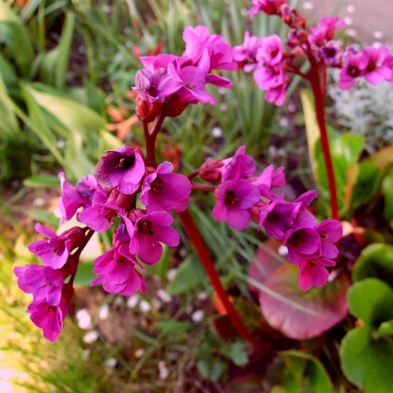 Bergenia Ouvertüre Godet de 8/9 cm