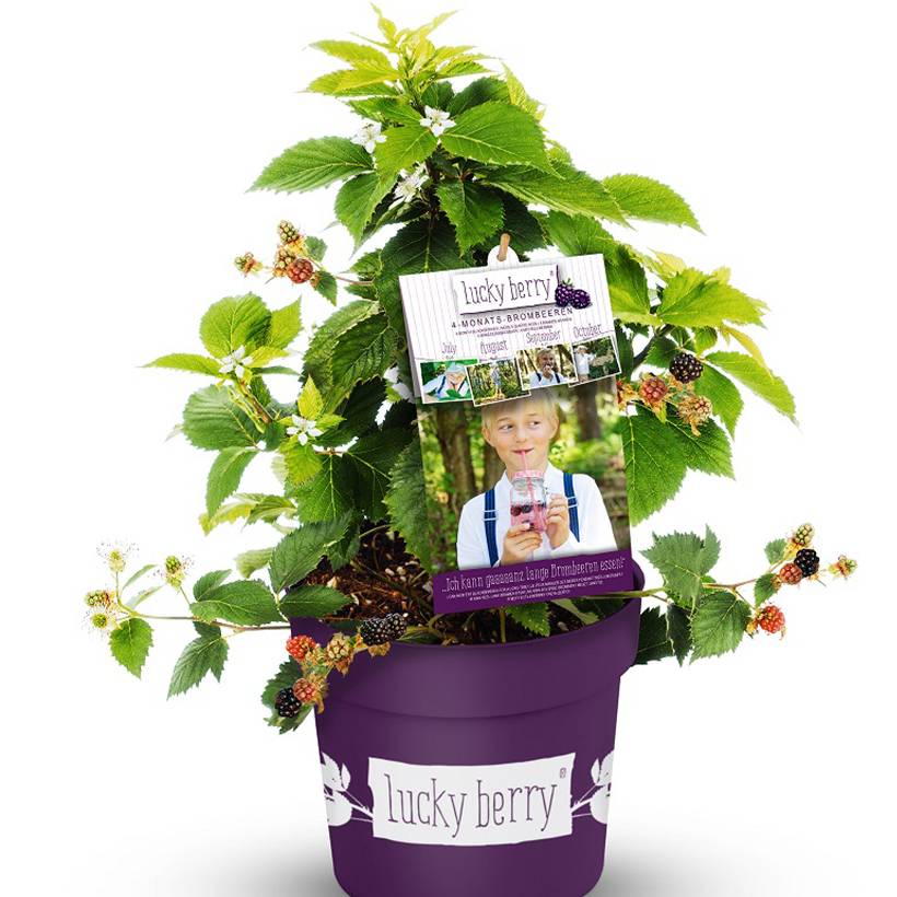 Mûre naine Lucky Berry - Rubus fruticosus Pot de 4L/5L, Touffe