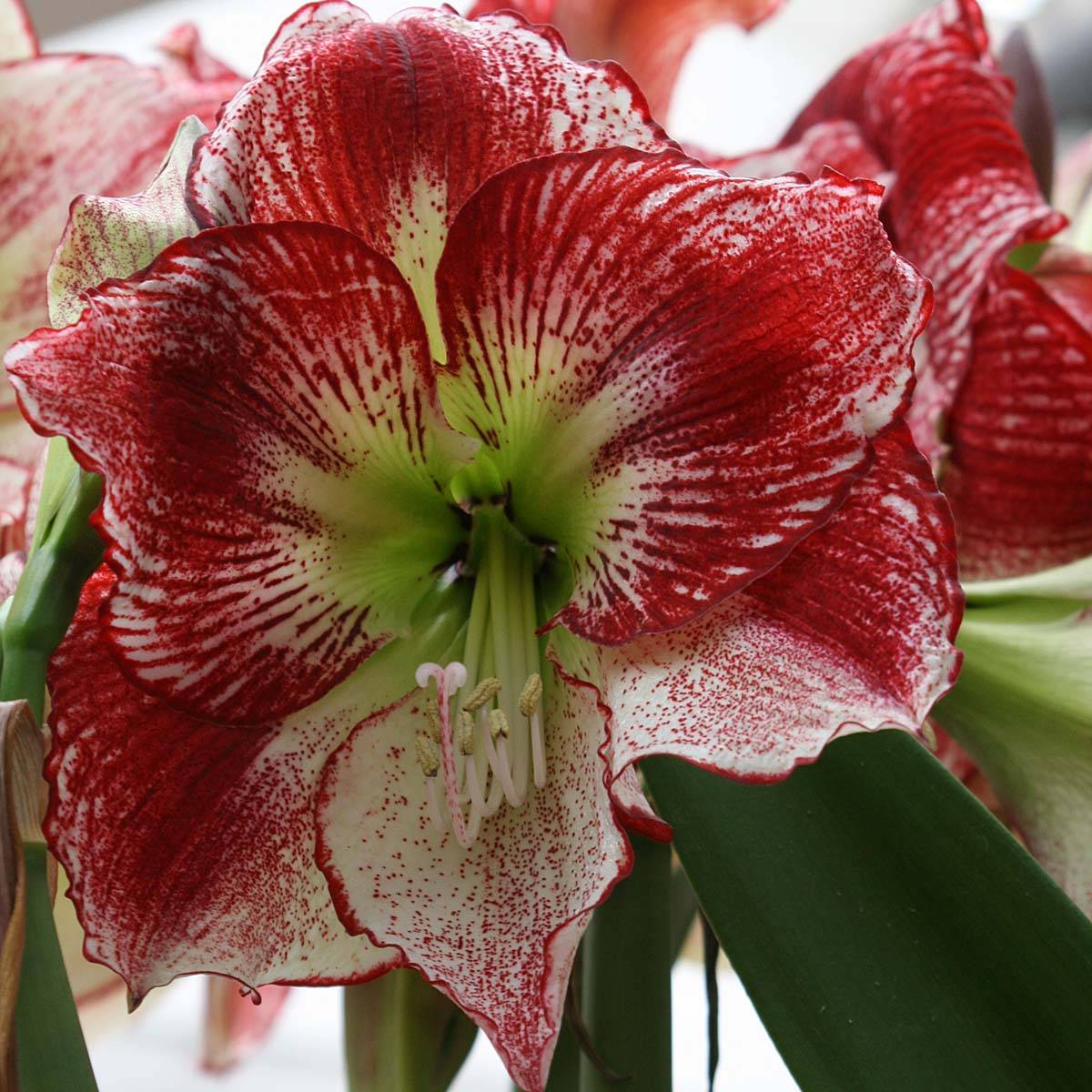 Promesse de Fleurs - Amaryllis Flamenco Queen Bulbe calibre 24/26, Extra