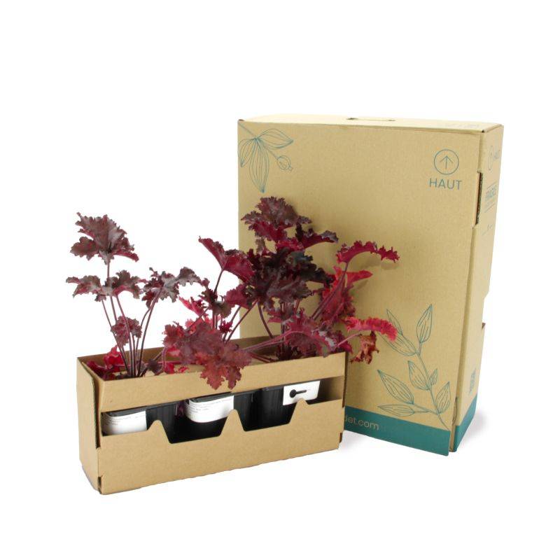 3 Heuchères 'Black Taffeta' (Heuchera) - Lot de 3 vivaces - Pépinières Naudet - Image 5