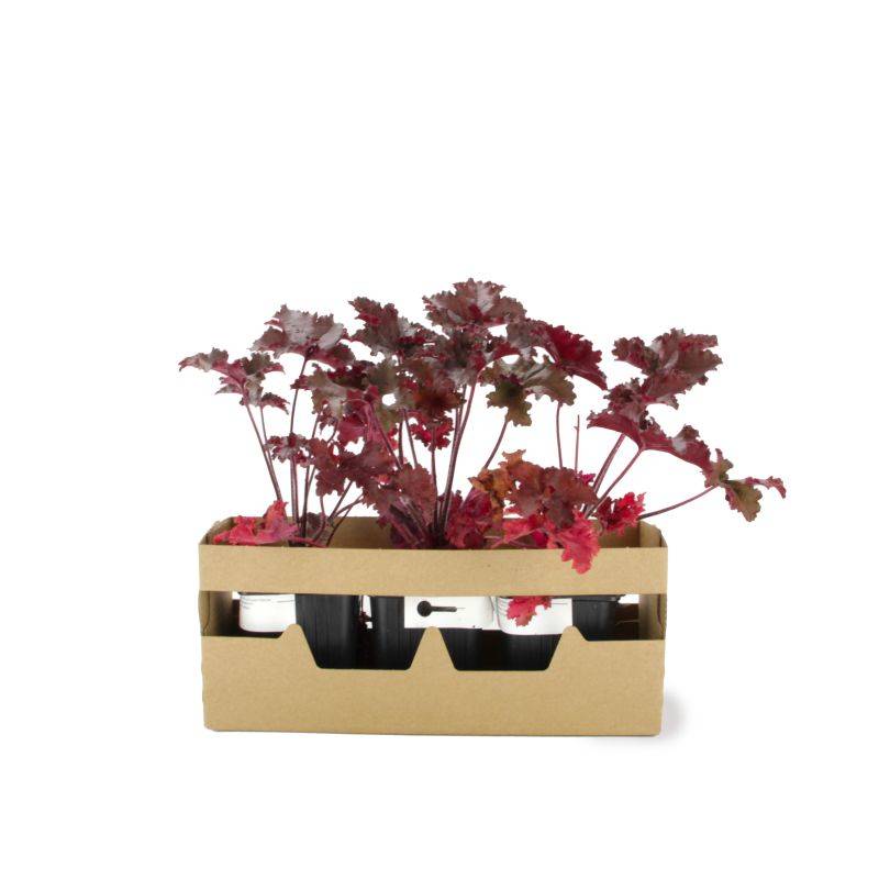 3 Heuchères 'Black Taffeta' (Heuchera) - Lot de 3 vivaces - Pépinières Naudet - Image 4