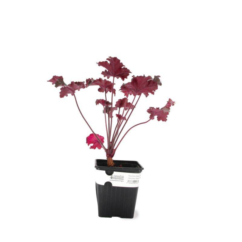 3 Heuchères 'Black Taffeta' (Heuchera) - Lot de 3 vivaces - Pépinières Naudet - Image 2