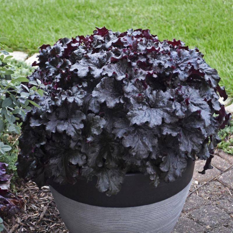 3 Heuchères 'Black Taffeta' (Heuchera) - Lot de 3 vivaces - Pépinières Naudet - Image 1