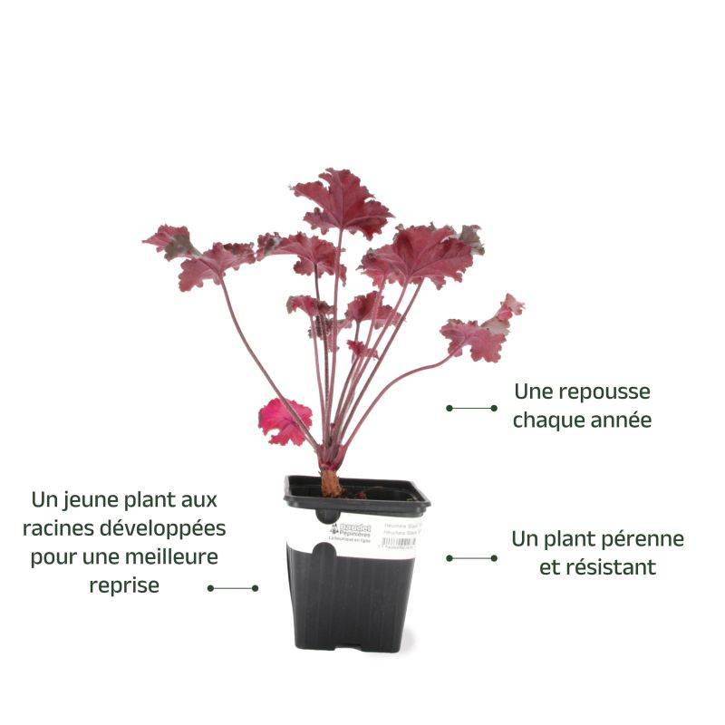 3 Heuchères 'Black Taffeta' (Heuchera) - Lot de 3 vivaces - Pépinières Naudet - Image 3