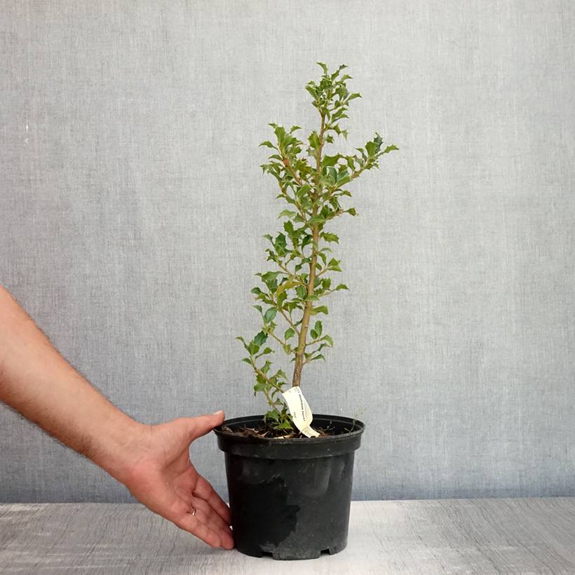 Houx commun - Ilex aquifolium Alaska Pot de 2L/3L - Image 2