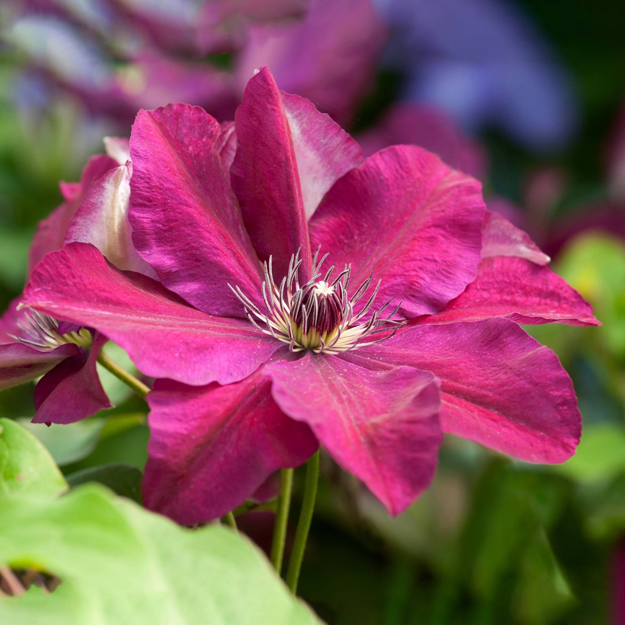 Gardenersdream - Clématite 'Westerplatte' plante vivace grimpante à feuilles caduques en pot de 9 cm - GardenersDream - Image 2