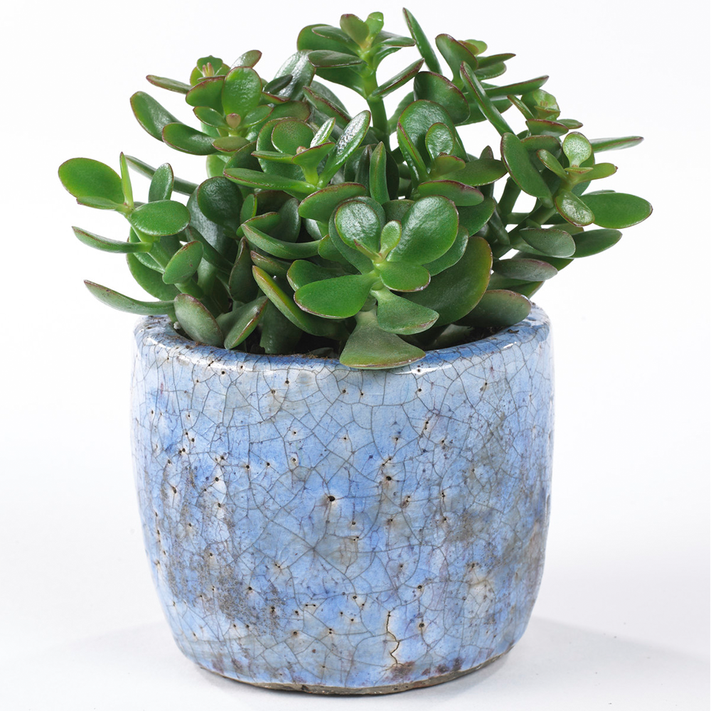 Gardenersdream - Crassula Ovata - Arbre De Jade Plante D'Intérieur Pour Bureaux En Pot De 12 Cm - GardenersDream - Image 1