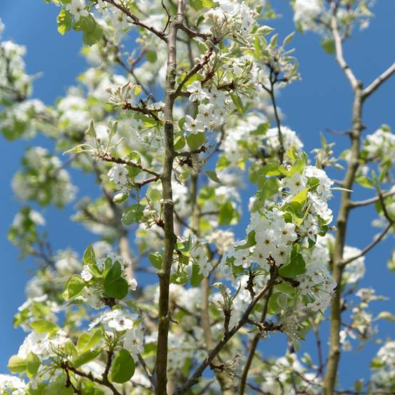 Cerisier à grappes - Prunus serrulata Sunset Boulevard Pot de 12L/15L - Image 1