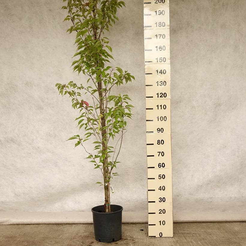 Cerisier à grappes - Prunus serrulata Sunset Boulevard Pot de 12L/15L - Image 2