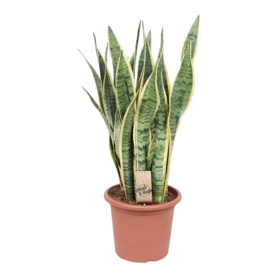 Sansevieria Trifasciata Laurentii - D25 H85cm
