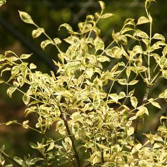 Fraxinus pennsylvanica Argenteomarginata - Frêne de Pennsylvanie panaché Pot de 7,5L/10L