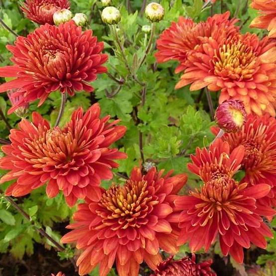 Promesse de Fleurs - Chrysanthème indicum Brennpunkt - Chrysanthème des jardins Godet de 8/9 cm