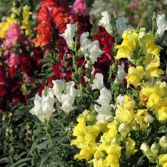 Graines de Muflier nain Rainbow en mélange - Antirrhinum majus le sachet de 2550 graines environ (0,4g)