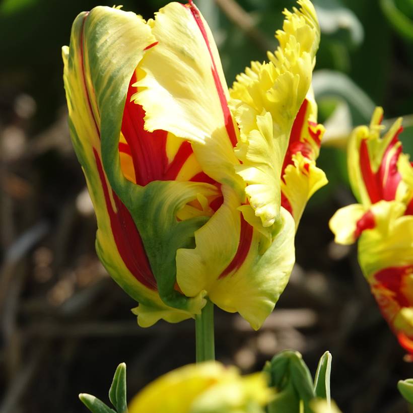Promesse de Fleurs - Tulipe perroquet Texas Flame Bulbe calibre 11+ (par 6)