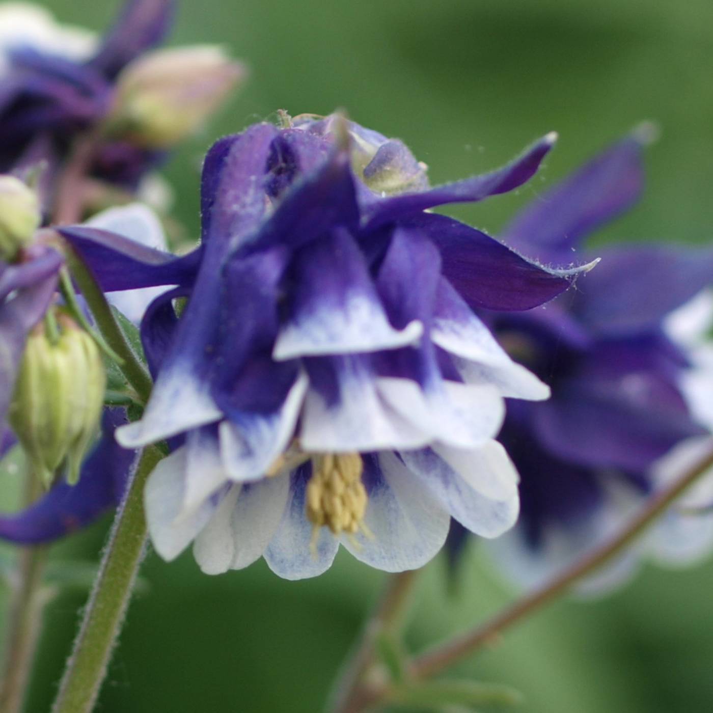 Promesse de Fleurs - Ancolie - Aquilegia vulgaris Winky Blue White Godet de 8/9 cm