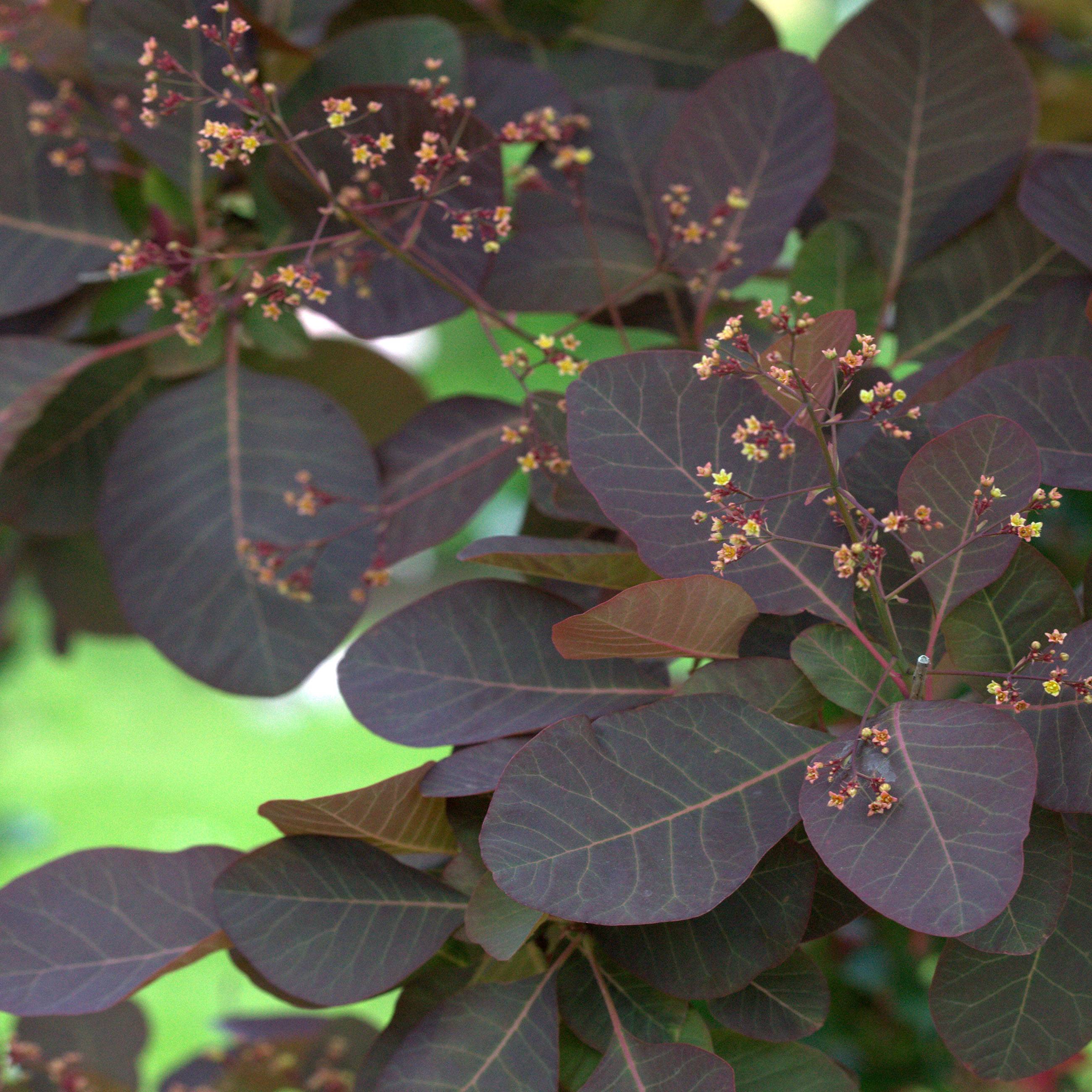 Cotinus Grace - Arbre à perruque Pot de 7,5L/10L - Image 1