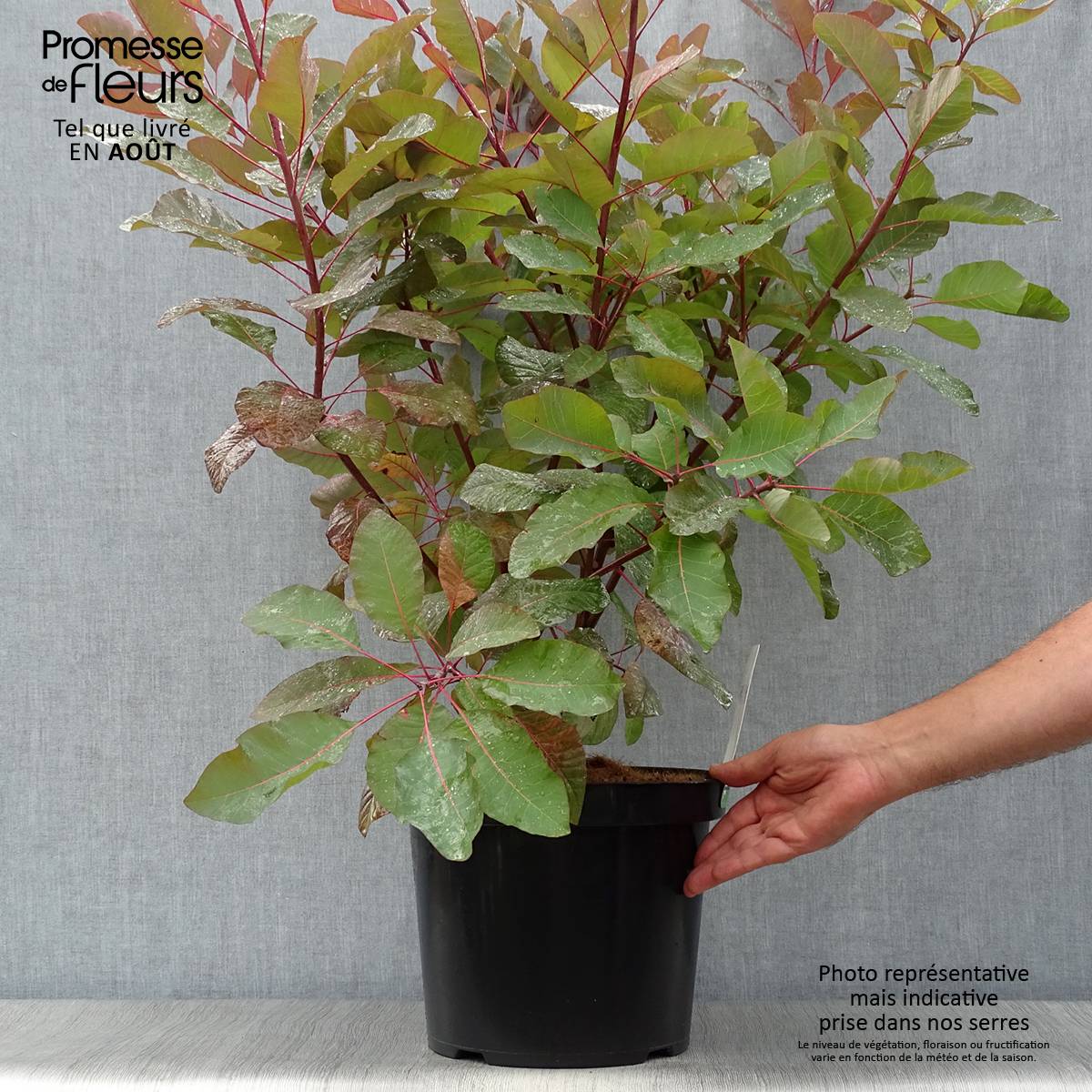 Cotinus Grace - Arbre à perruque Pot de 7,5L/10L - Image 2