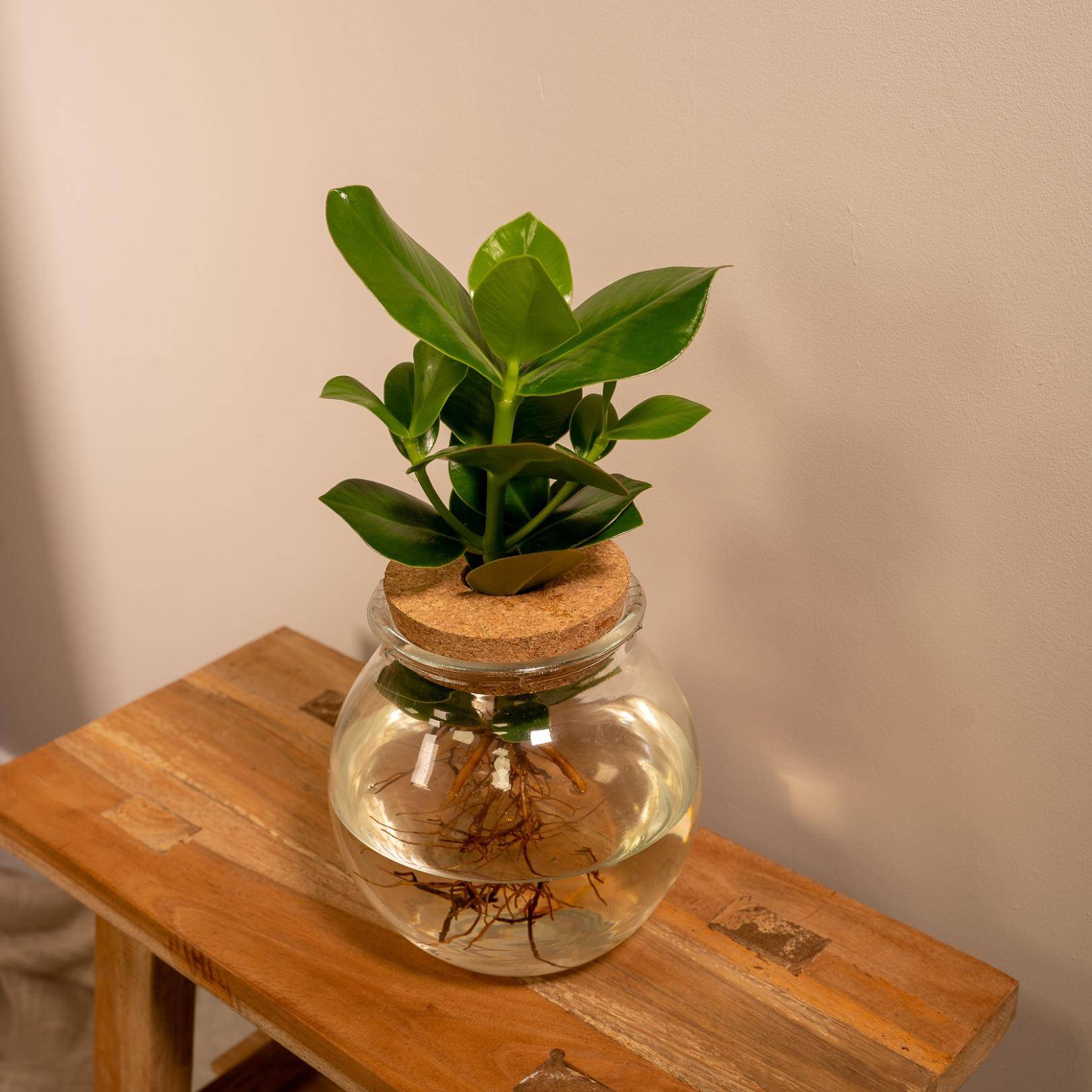 La Green Touch - Clusia en hydroculture et son vase en verre et son bouchon de liège - h30cm, Ø12cm 30cm - Plante d'intérieur- La Green Touch - Image 2