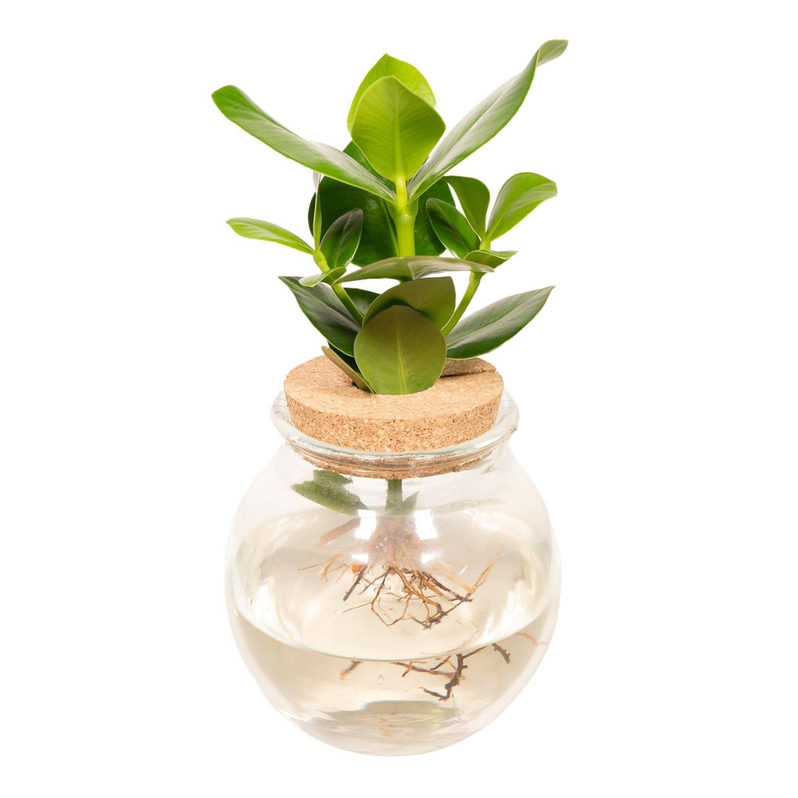 La Green Touch - Clusia en hydroculture et son vase en verre et son bouchon de liège - h30cm, Ø12cm 30cm - Plante d'intérieur- La Green Touch - Image 1