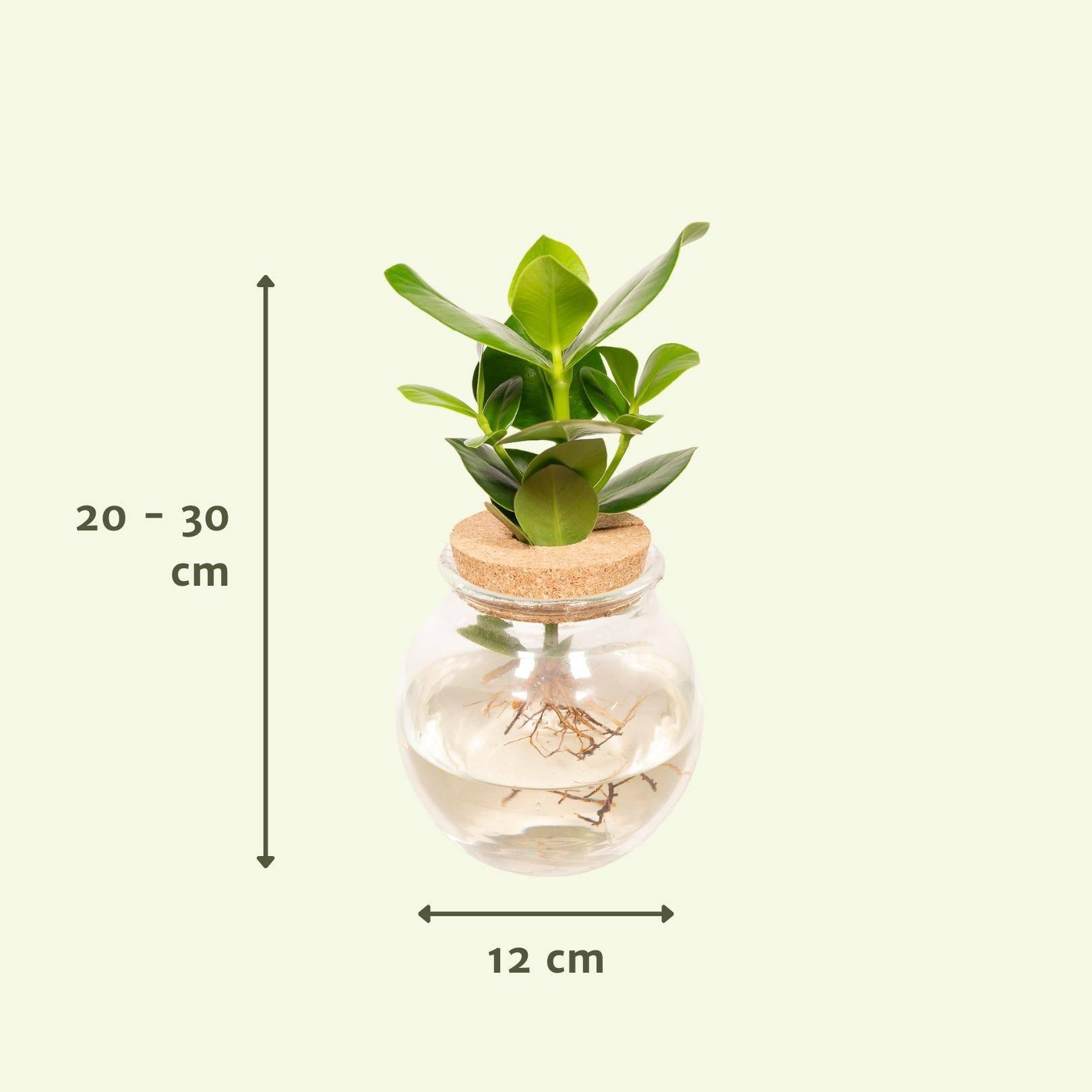 La Green Touch - Clusia en hydroculture et son vase en verre et son bouchon de liège - h30cm, Ø12cm 30cm - Plante d'intérieur- La Green Touch - Image 3