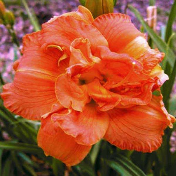 Promesse de Fleurs - Hémérocalle Rose Corsage Pot de 1L/1,5L