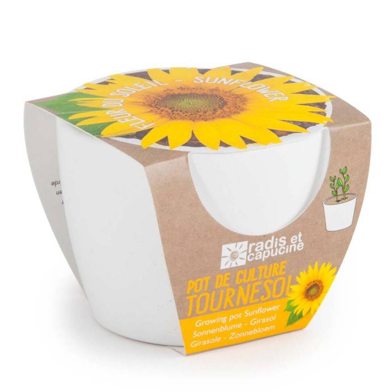 Radis et Capucine - Graines de Tournesol à semer dans un pot en céramique - Image 2