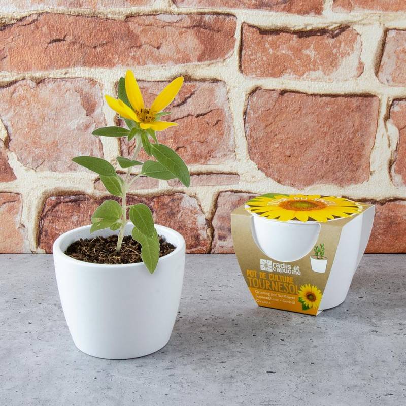 Radis et Capucine - Graines de Tournesol à semer dans un pot en céramique - Image 1