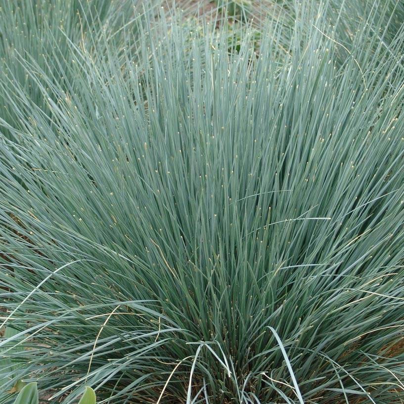 Avoine bleue - Helictotrichon sempervirens Pot de 2L/3L