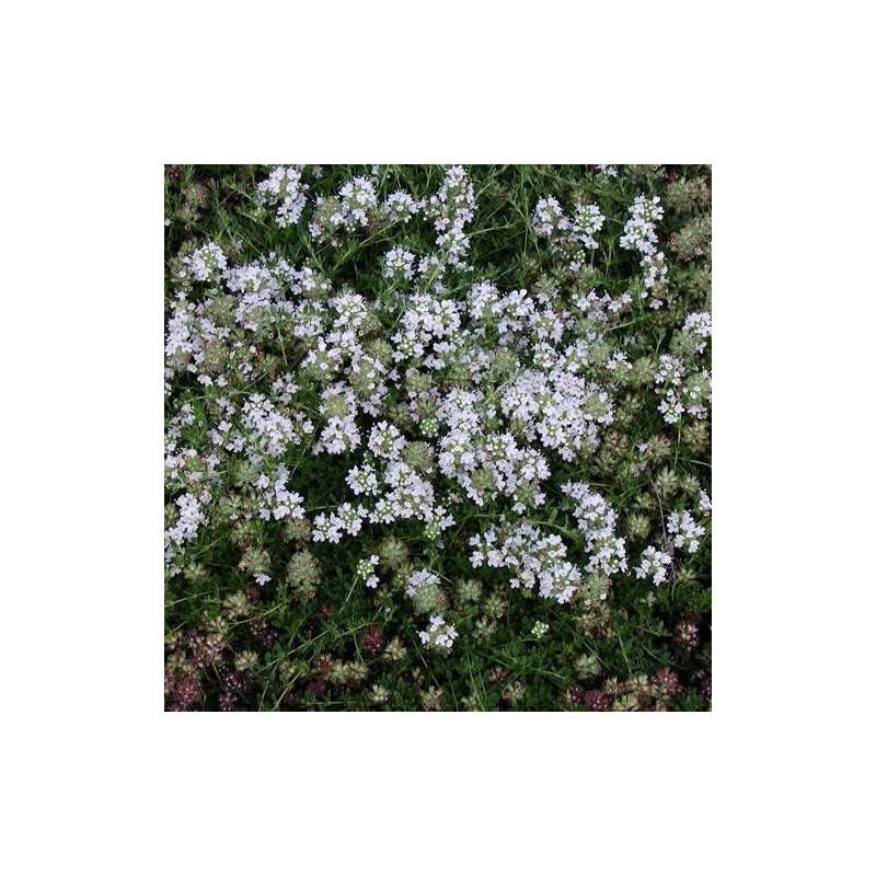 Thym précoce Albiflorus à fleurs Blanche - feuillage Persistant - Godet - 5/20 cm-  hauteur à maturité Moins de 0,15 m - Image 1