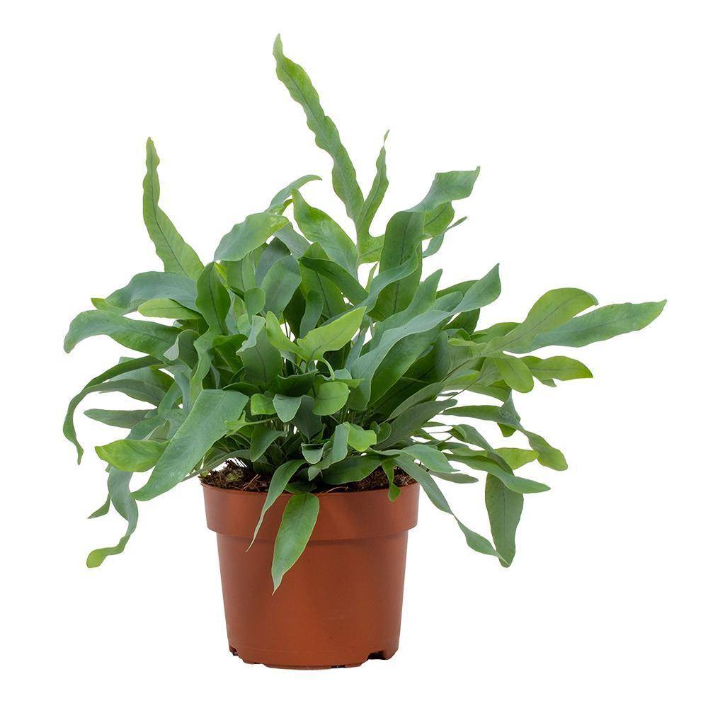 Phlebodium Blue Star 32cm - Plante d'intérieur- La Green Touch - Image 1