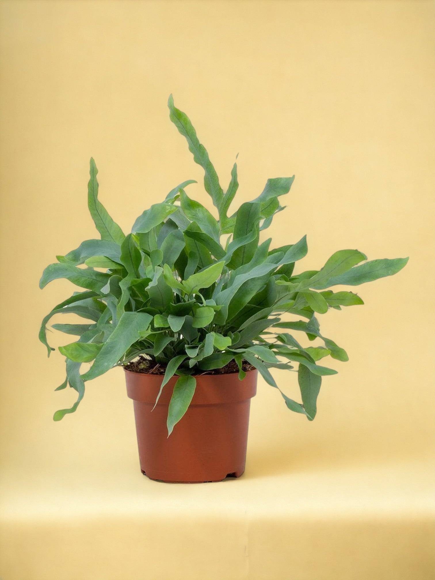 Phlebodium Blue Star 32cm - Plante d'intérieur- La Green Touch - Image 2