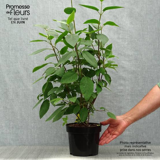 Promesse de Fleurs - Viorne lantane - Viburnum lantana Mohican Pot de 3L/4L - Image 2