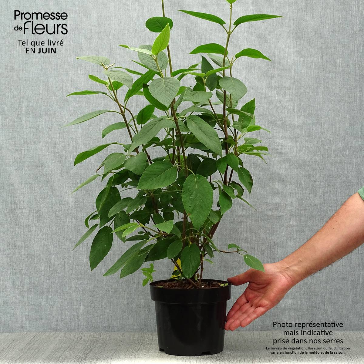 Promesse de Fleurs - Viorne lantane - Viburnum lantana Mohican Pot de 3L/4L - Image 2