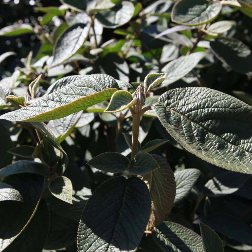 Viorne lantane - Viburnum lantana Mohican Pot de 3L/4L