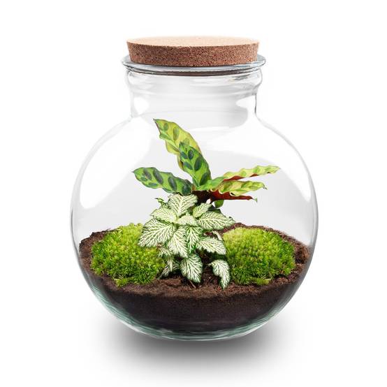 Terrarium à composer bouteille en verre recyclé - Ø25-H26cm - sans outils - Calathea White - Terrarium DIY - Image 1