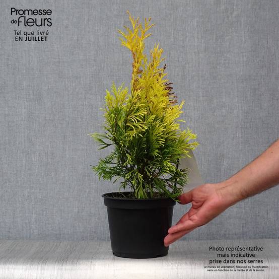 Thuya géant - Thuja plicata 4 Ever Goldy Pot de 2L/3L - Image 2