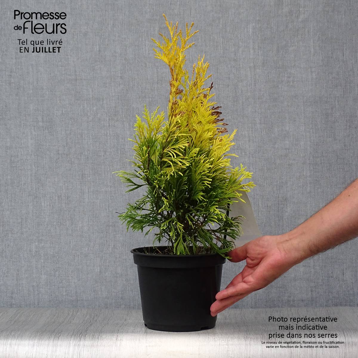 Thuya géant - Thuja plicata 4 Ever Goldy Pot de 2L/3L - Image 2