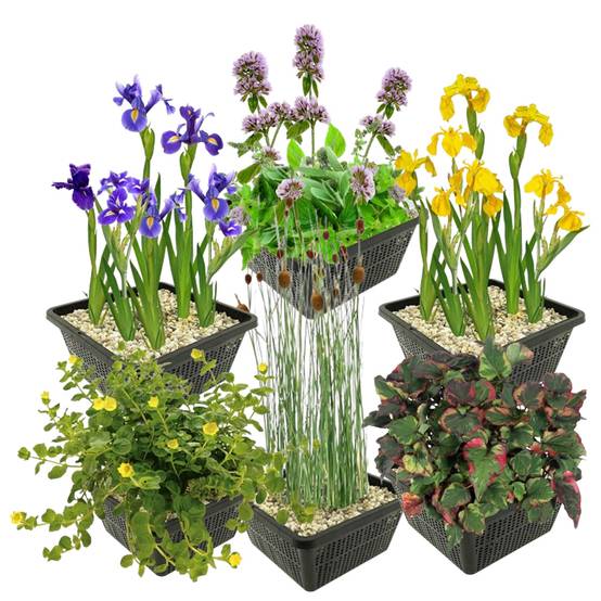 0 - Set Plantes Bassin - 24 Plantes Palustres - Panier Argile Gravier Engrais - Image 1