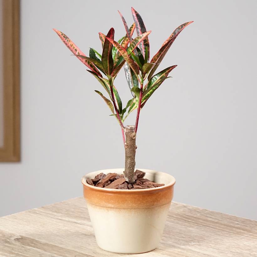 Promesse de Fleurs - Croton variegatum Excurrens - Codiaeum Mini-plante