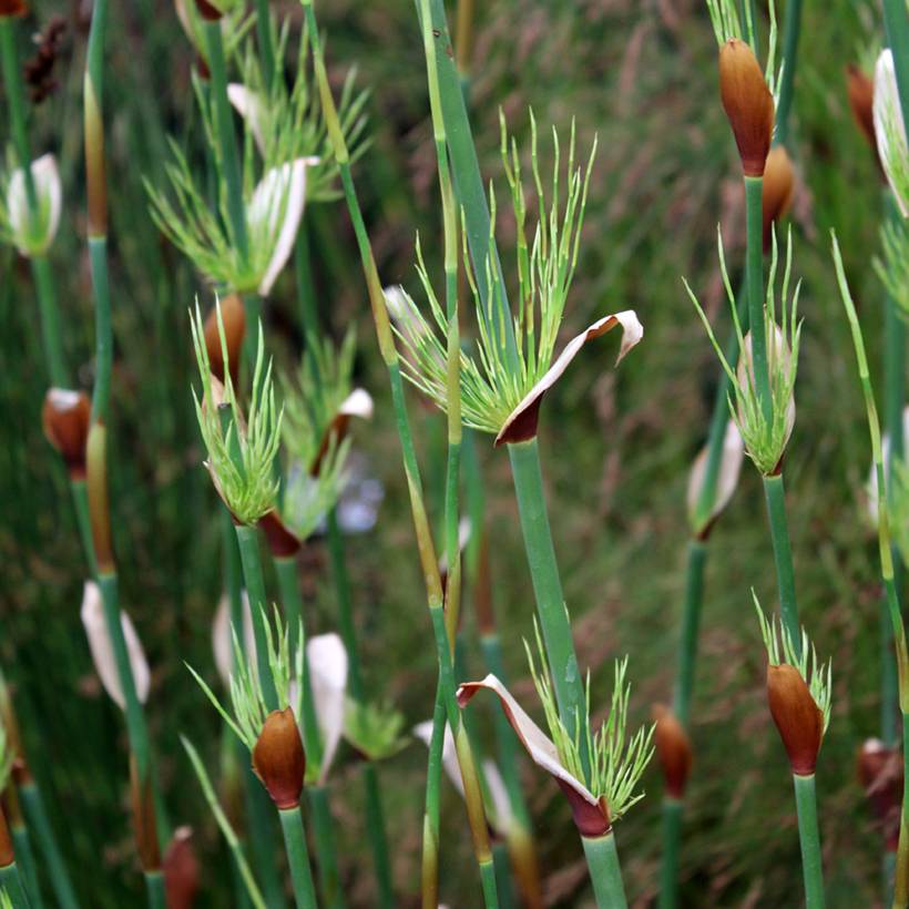 Promesse de Fleurs - Elegia capensis - Prêle restio Pot de 2L/3L