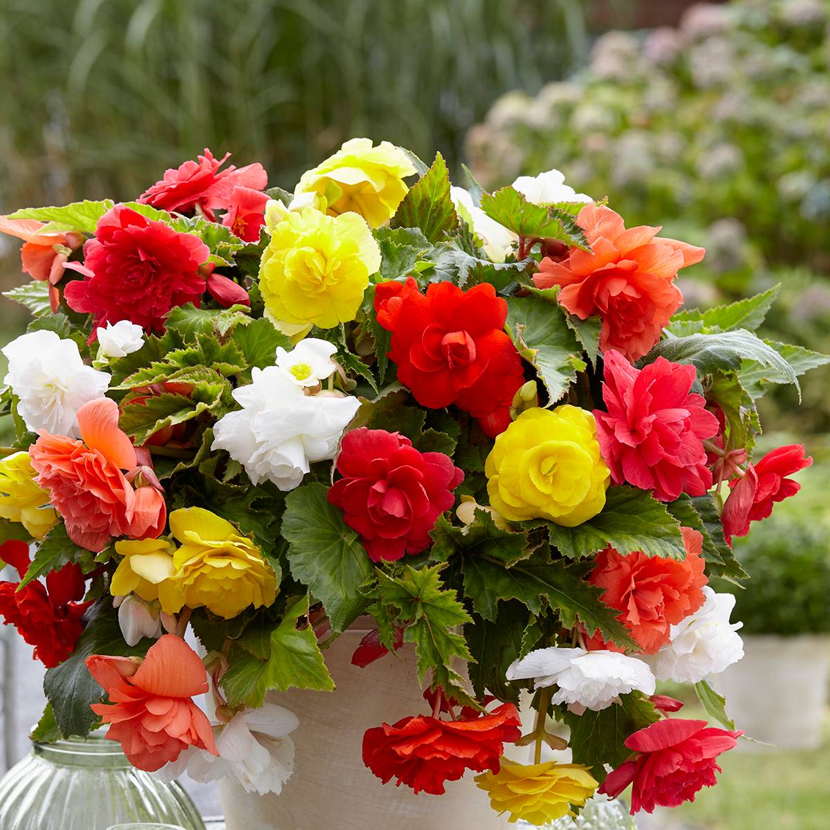 Begonia Pendula Cascade mix 6 couleurs - Bégonia retombant Bulbe calibre 5+ (par 3)